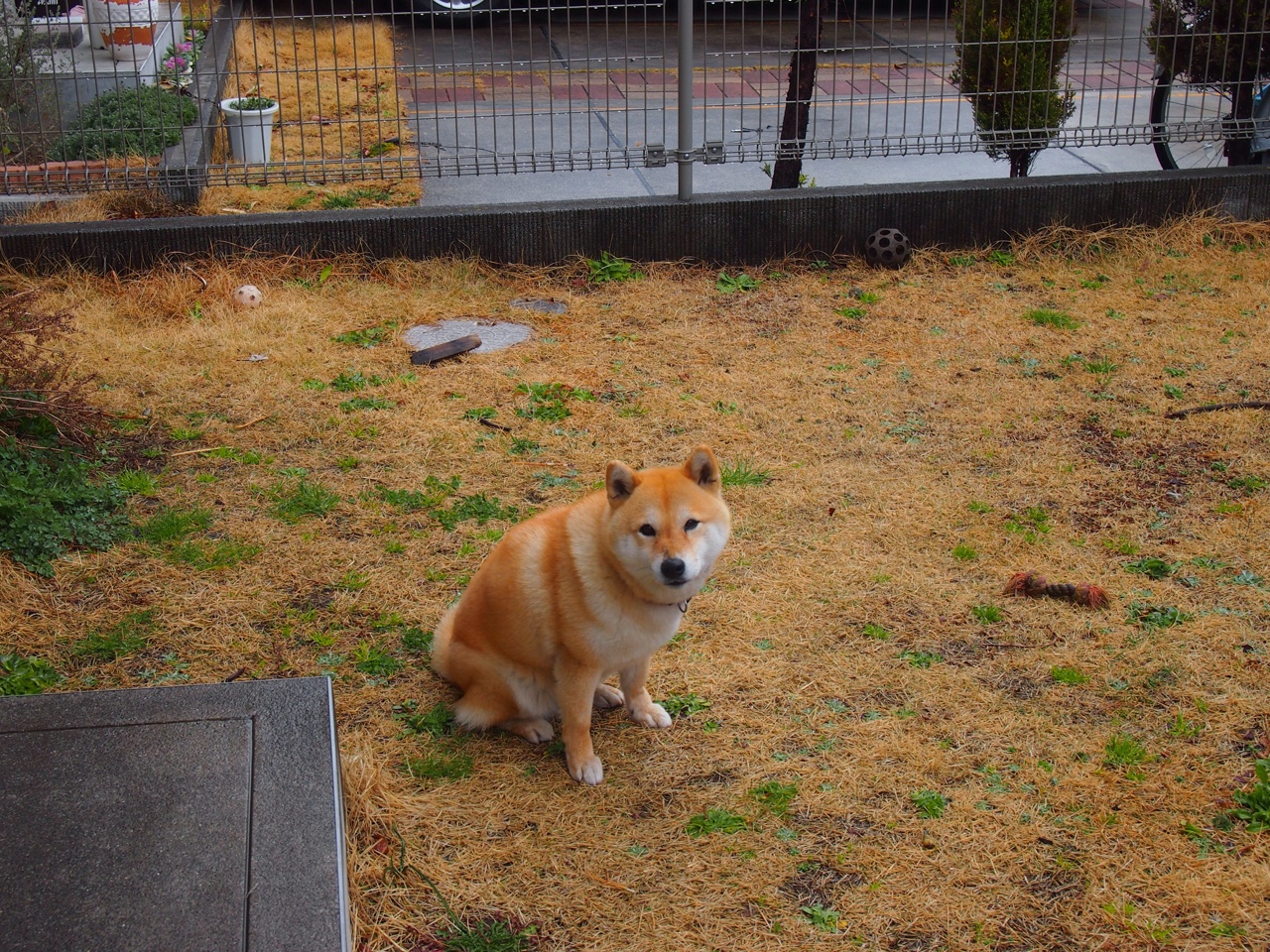 JIUYOU GAMING-_湖人队誓言冲刺季后赛，状态逐渐回暖_，湖人队季后赛口号