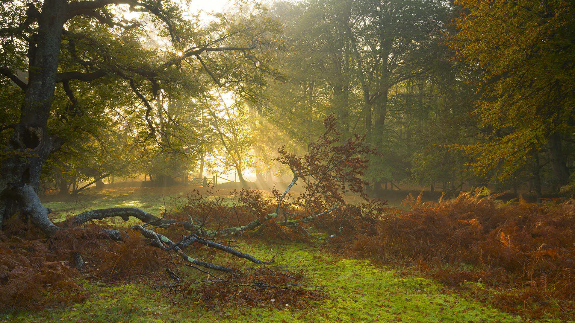 【状态起伏】球员连续多场发挥不佳的原因，连续进球场次最多的球员