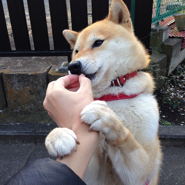 巨星荣誉之争，球场上的每一场比赛都是一场硬仗，荣耀冠军巨星之证