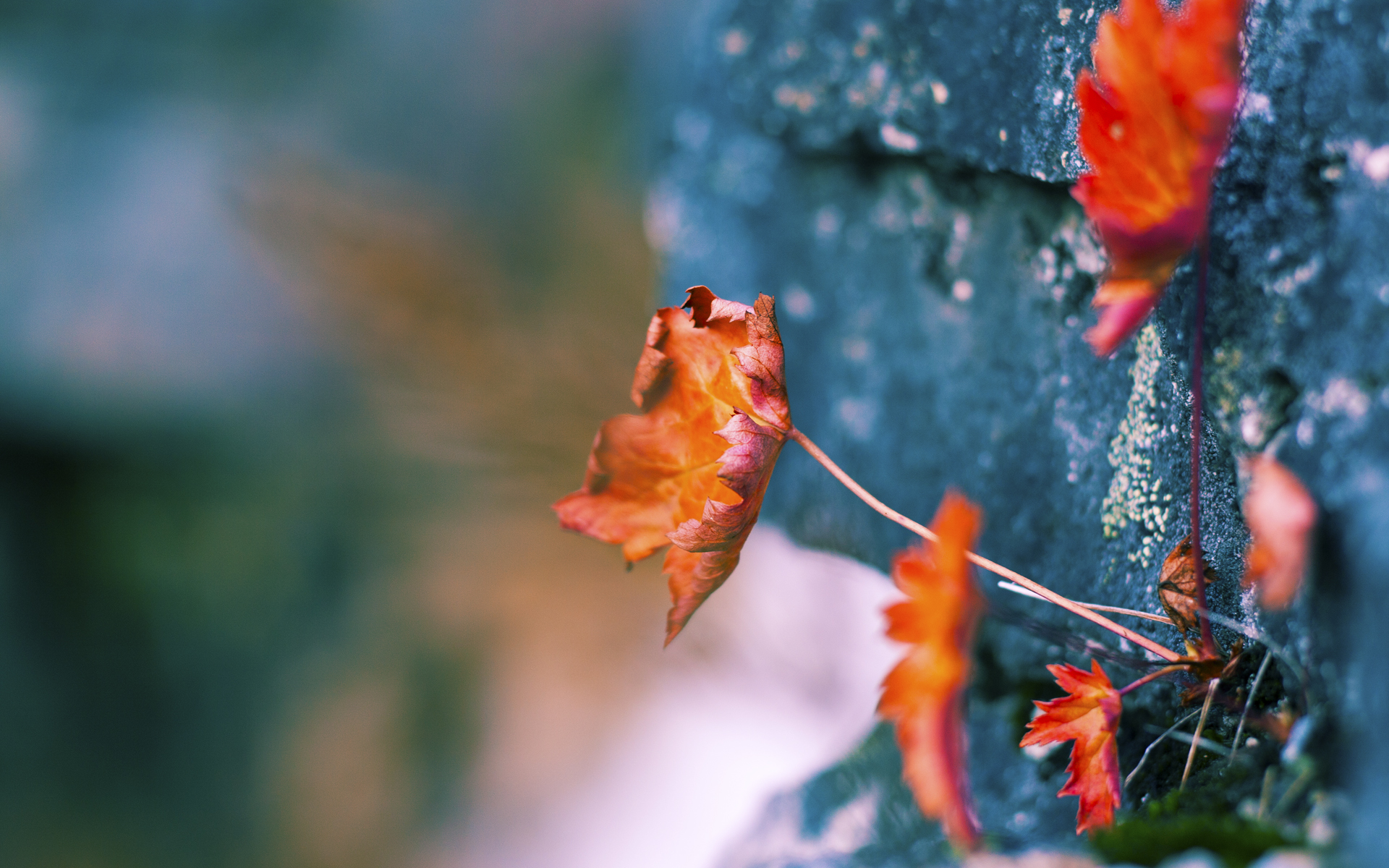 中国足球传球节奏转换效率趋势报告,足球比赛中的传球