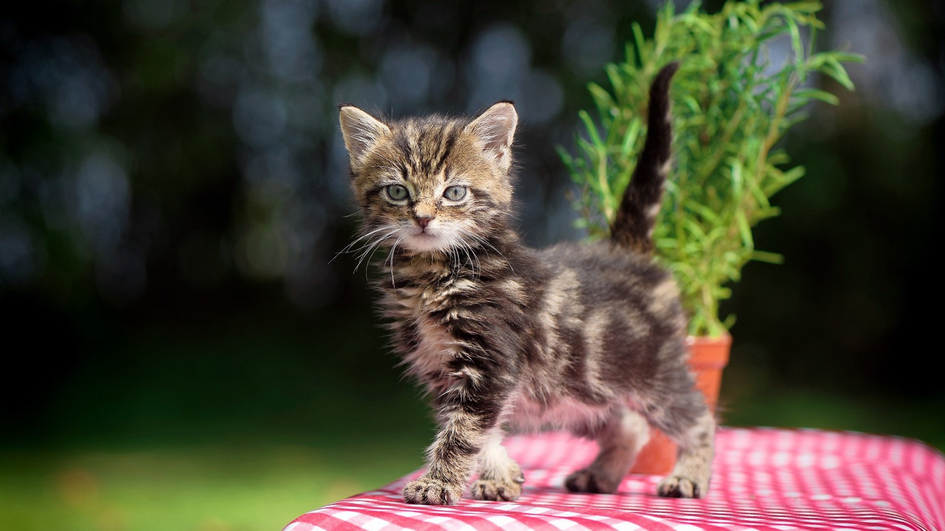 德甲球队通过数据驱动微调防守层级结构应对反击，德甲防守最好的球队