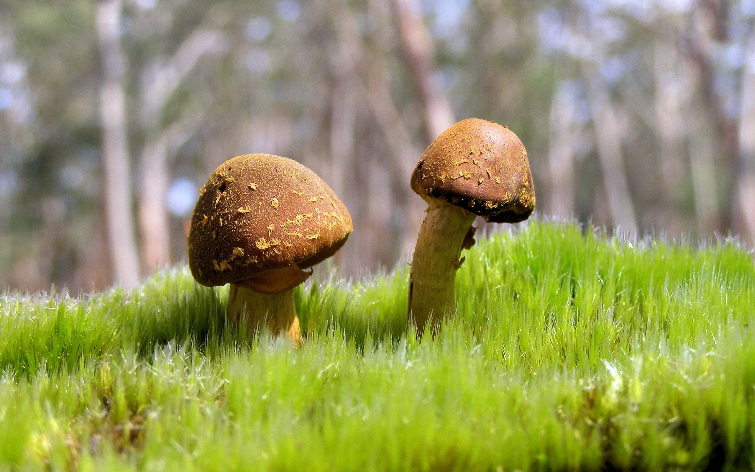 篮球运动员心理素质提升训练策略,篮球心理素质训练方法