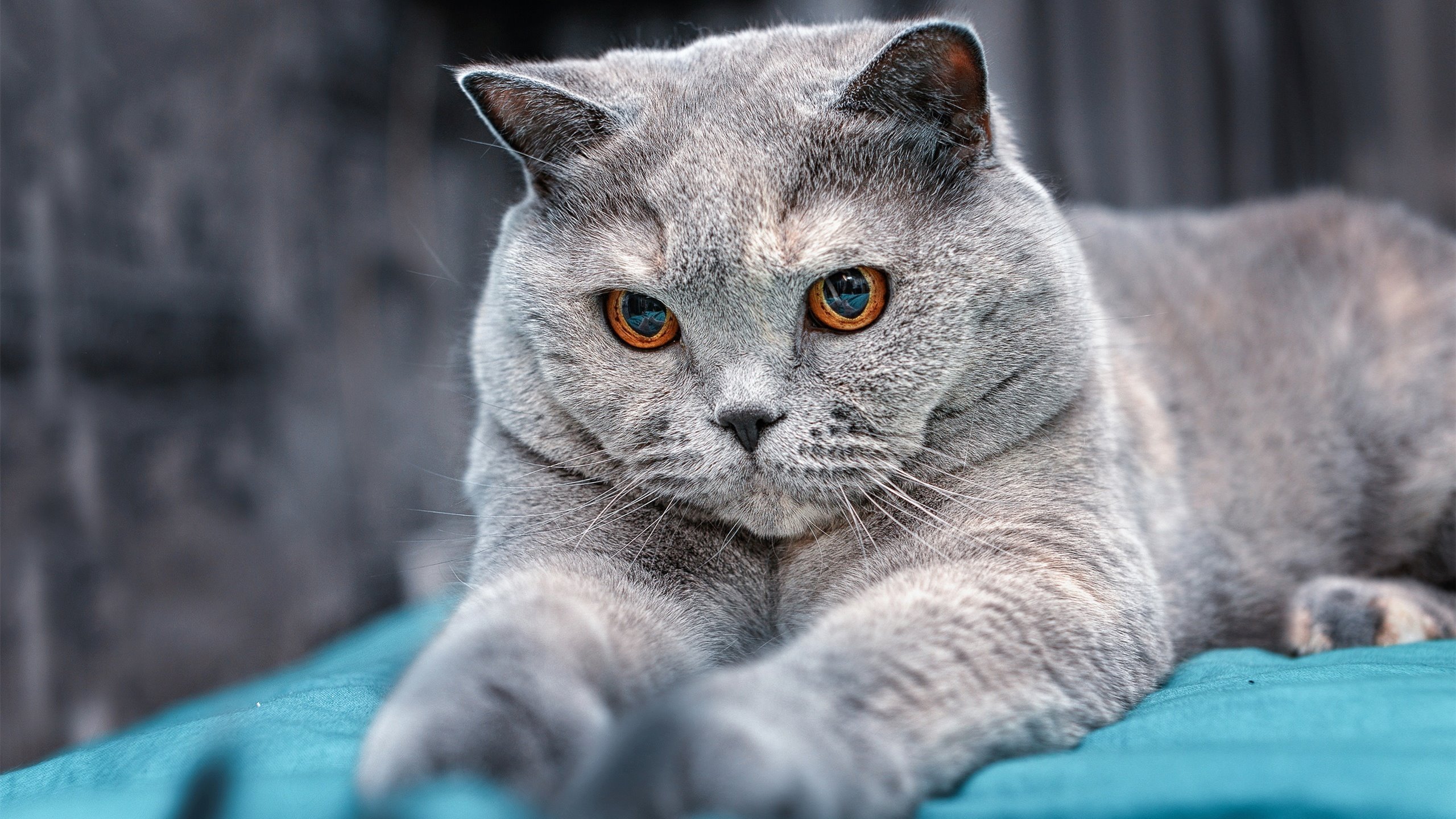 九游sports-运动员心理咨询服务体系，运动员心理咨询服务体系包括