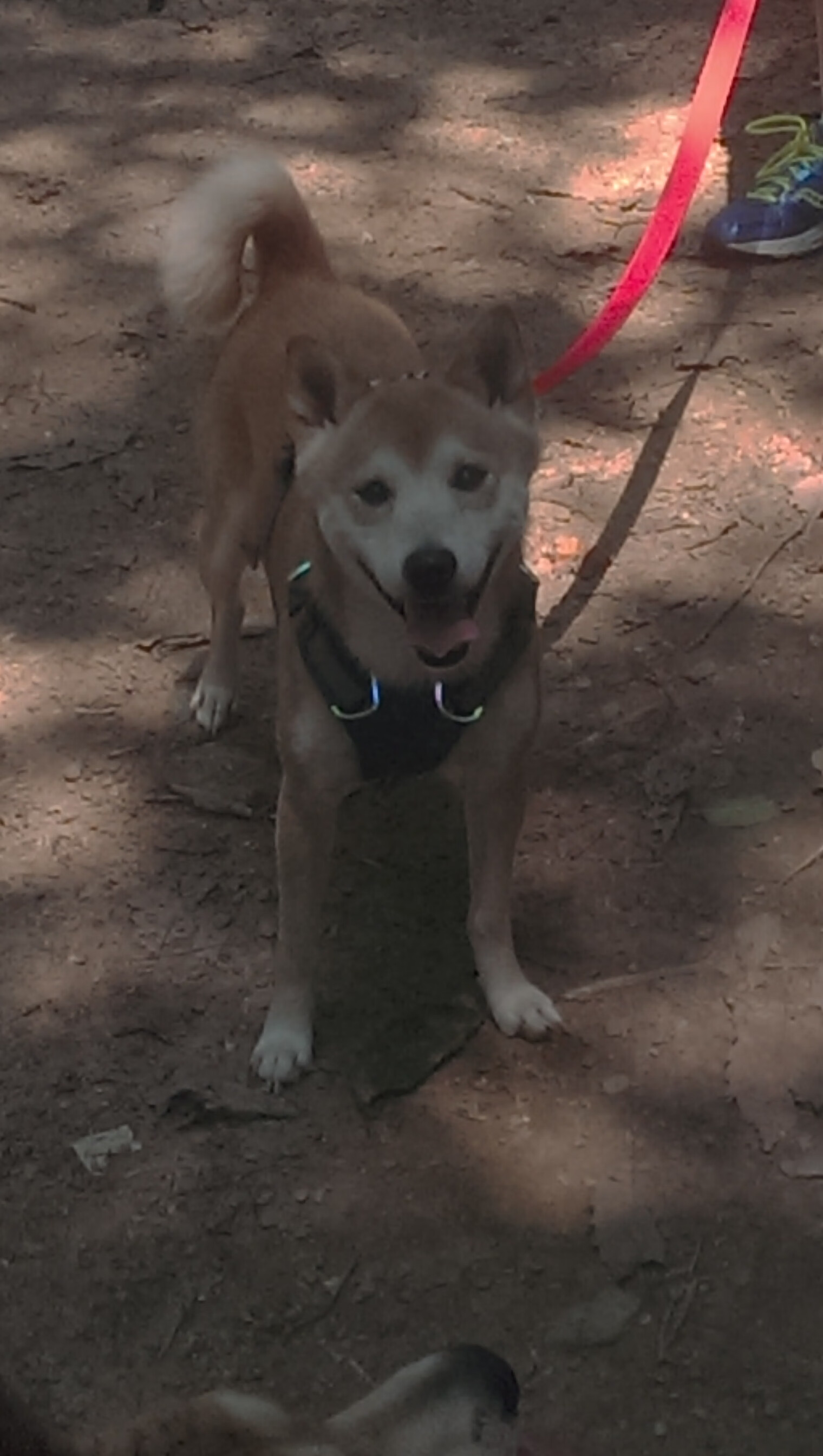 亚冠焦点赛事竞争激烈，亚冠专题