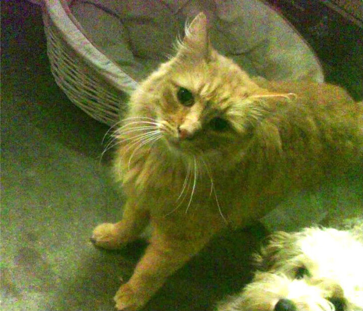 曼城双中场组合控制比赛节奏流畅,曼城的中场