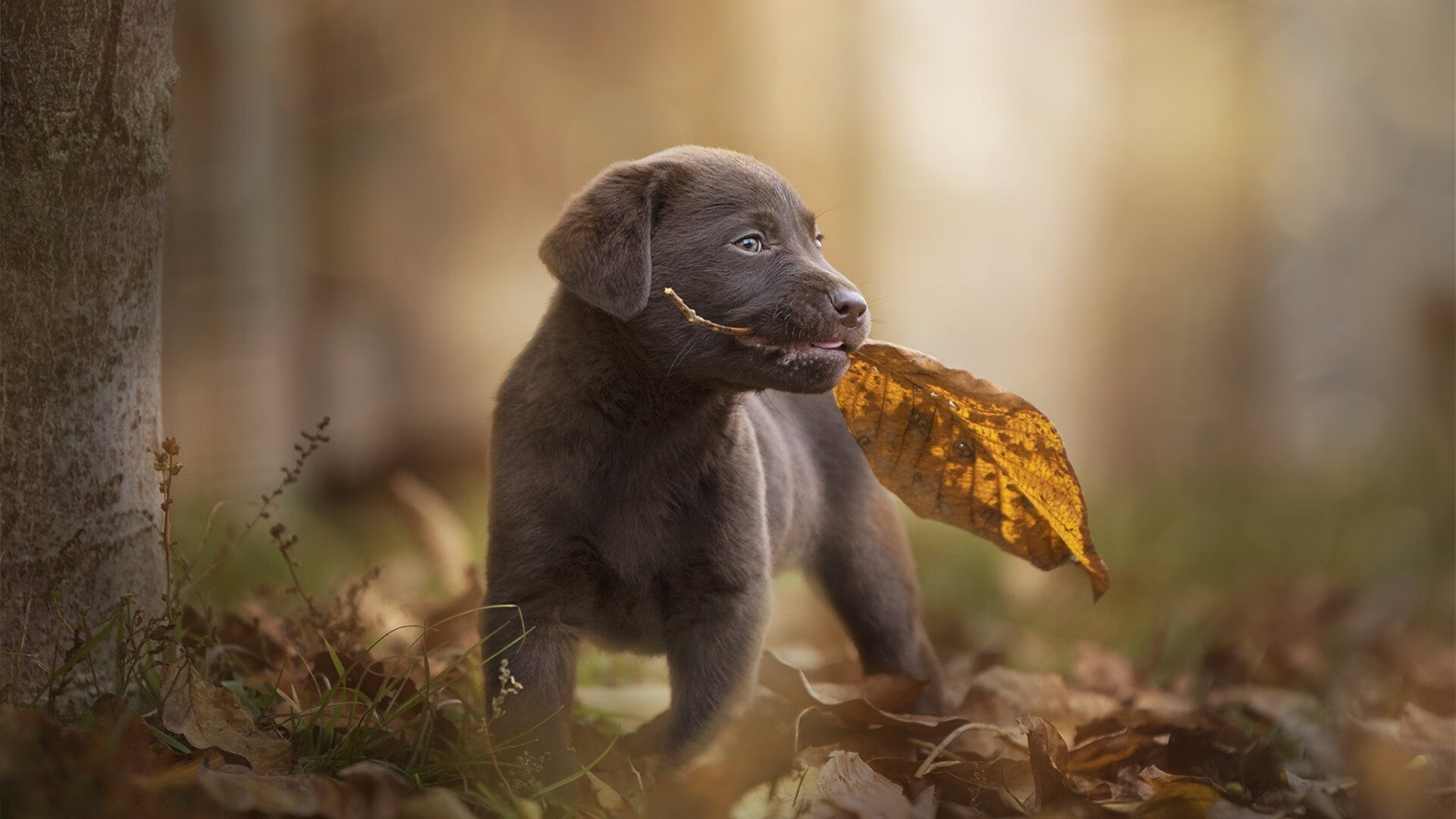 南非青训体系吸引国际目光，培养未来的橄榄球明星，南非篮球运动员