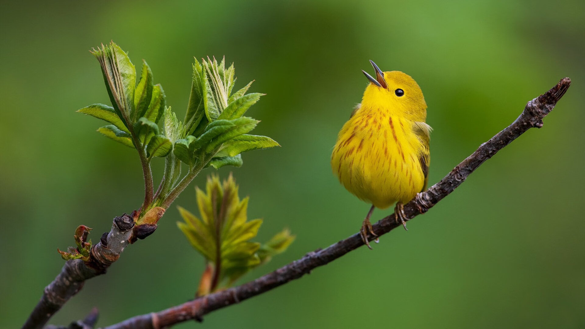 快船队长训练片段燃爆社交平台,快船队队长