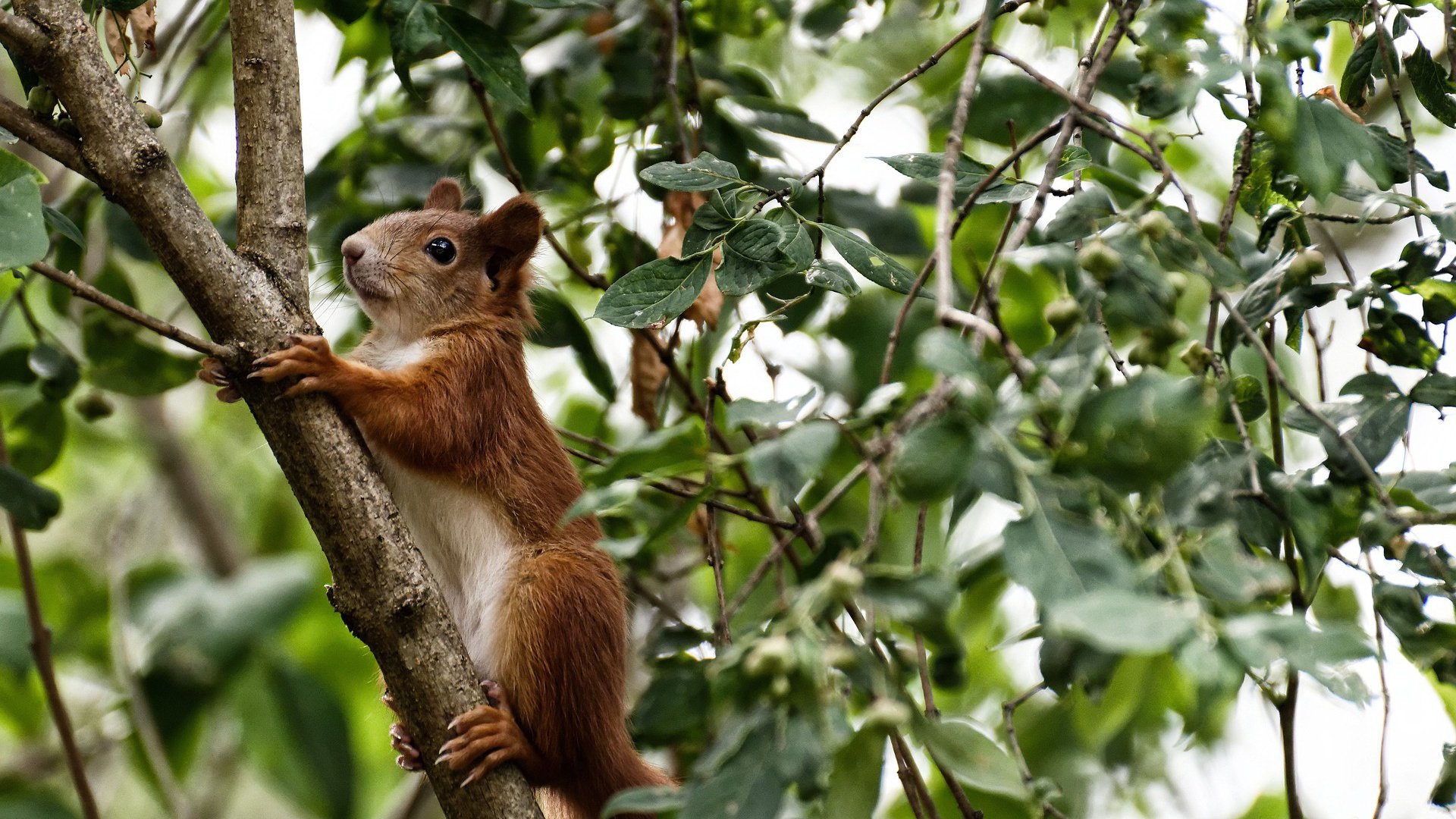 澳大利亚袋鼠队的后卫线防守,为团队带来坚实屏障,袋鼠袭击澳大利亚