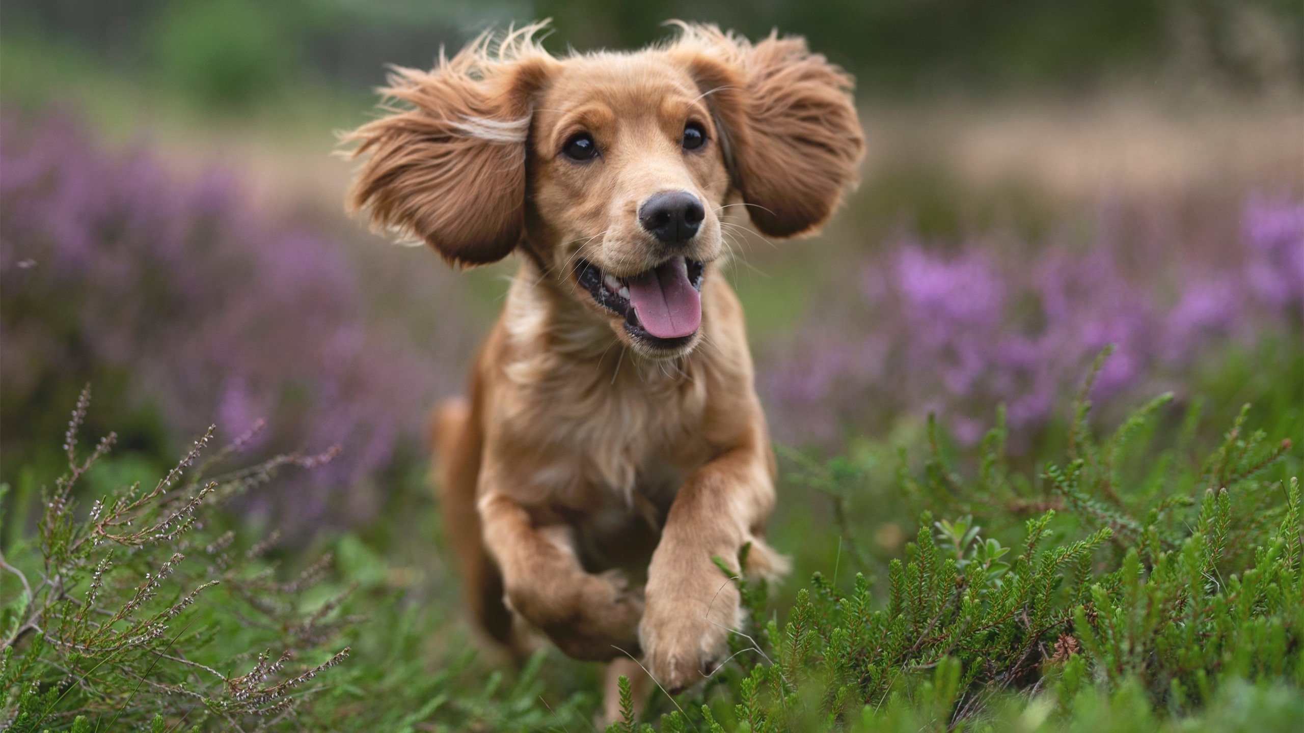 九游网页版官网入口-诺埃·庞蒂赛后感谢团队支持，庞蒂克菲耶罗